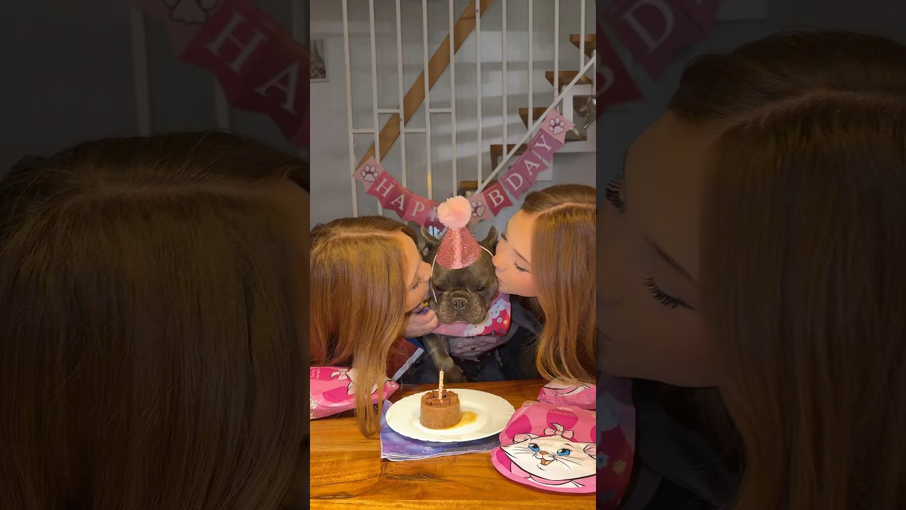 Happy Birthday our little princess 💕 #dog #frenchie #dogbirthdayparty #dogshorts #twins #love